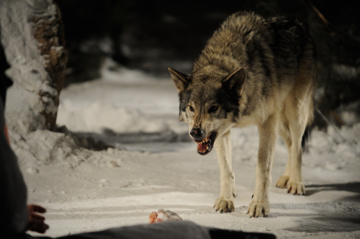 Фильмы ужасов про собак и волков