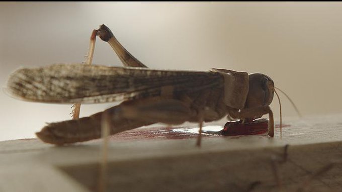 Фильмы ужасов про насекомых